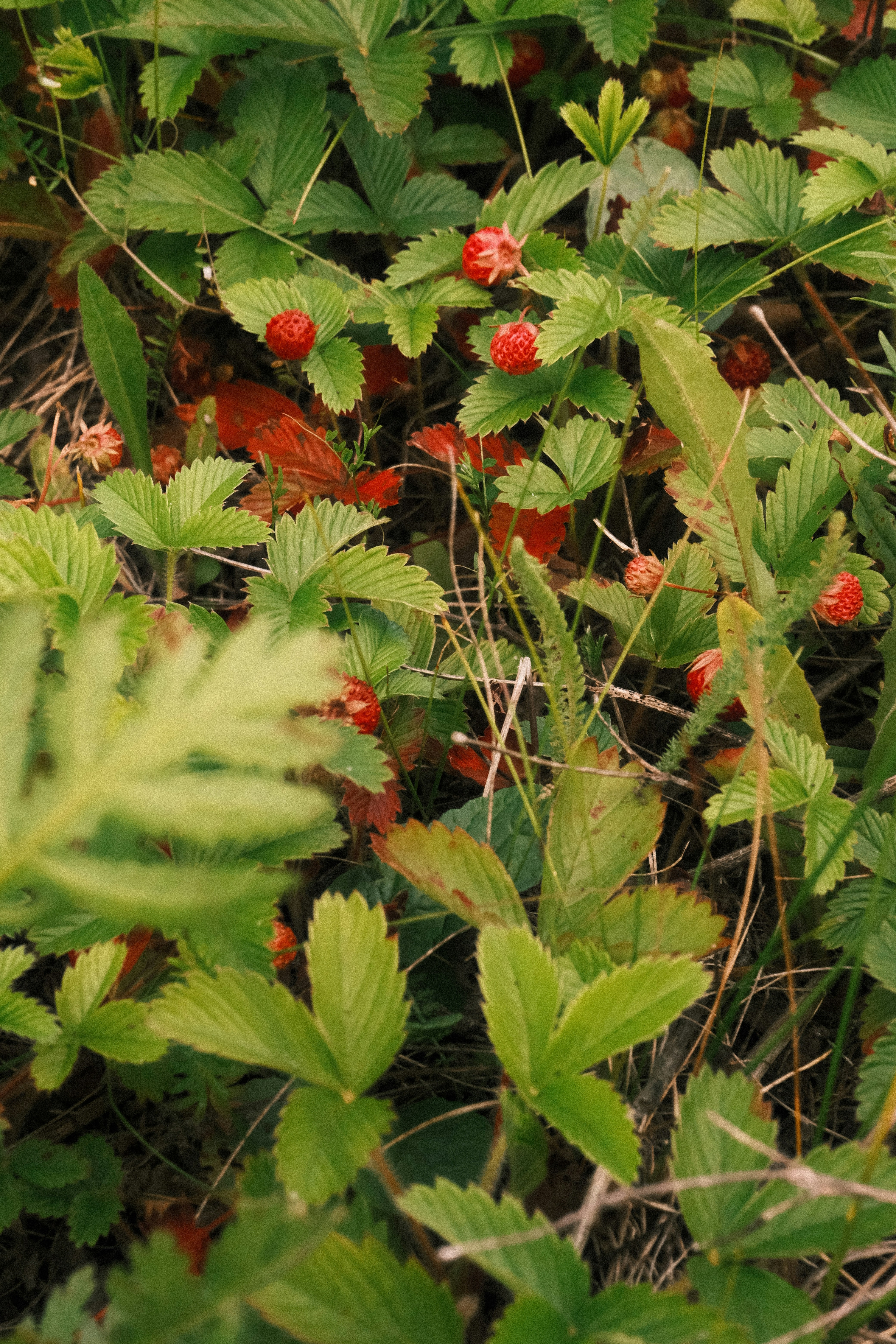 Rouge Charbon